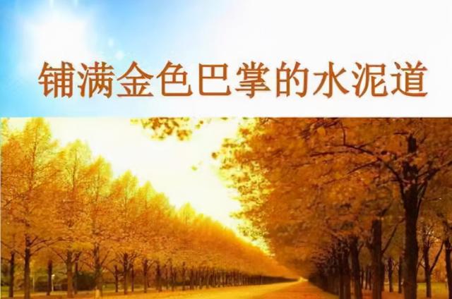 凌乱的意思三年级，三年级上册《铺满金色巴掌的水泥道》小练笔仿写参考