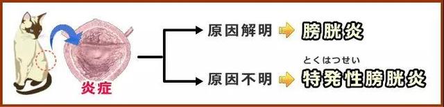 猫咪血尿解决办法，猫咪尿血尿的治疗方法（新手猫奴请收藏这篇文章）