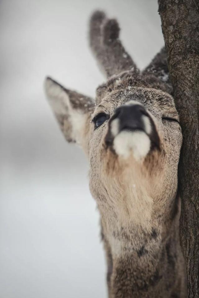 狍子为什么叫傻狍子，狍子为什么叫傻狍子视频（硬是把自己蠢成了国家保护动物…）