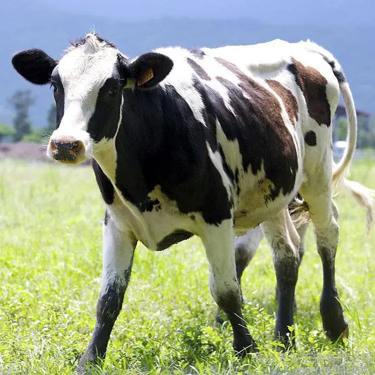 乳牛是母牛还是公牛（奶牛母牛乳牛的区别）-博海号
