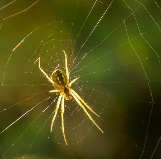 咸鱼翻身的意思，咸鱼翻身是什么意思（“宅子现四喜）