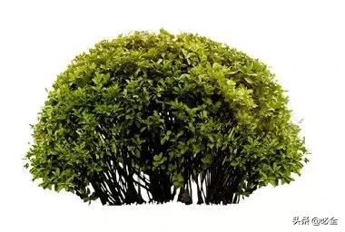 非洲茉莉，这些知识你是否具备（非洲茉莉花图片）