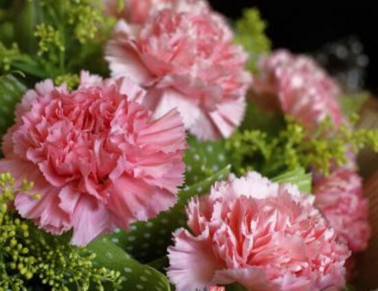 康乃馨怎么养，康乃馨怎么养开花（康乃馨的养殖方法和注意事项）