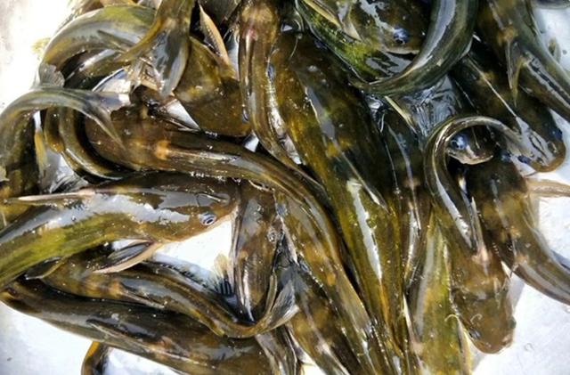 昂刺鱼图片，红烧昂刺鱼怎么做（从繁育到养殖，饲育管理是关键）