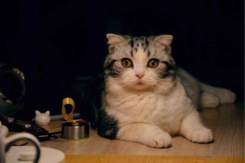 起司猫铃声，这些缺点你都能接受吗（起司猫铃声 百度网盘）