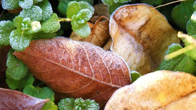 霜降的诗句，白露霜降的诗句（30首霜降诗词：霜降鸿声切）