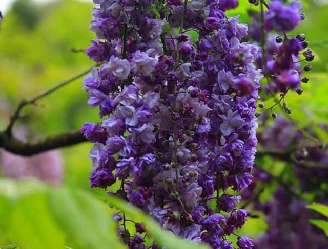 中国有紫藤花吗，紫藤花在中国什么地方盛开（紫藤、白玉藤、红玉藤、多花藤、重瓣藤。）