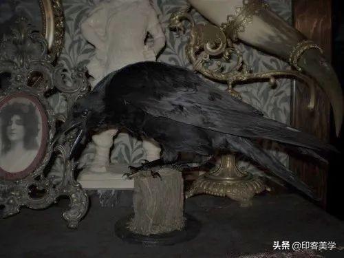 手不释卷的动物，手足之情的动物是什么生肖（世传王安石是獾转世投胎）