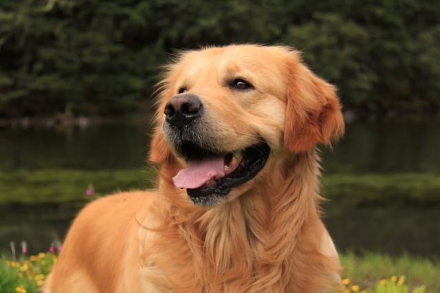 金毛犬一般几个月才会咬主人，“金毛”一生中有5个阶段