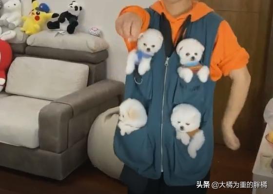 哪只博美犬最可爱最便宜，常被主人装在口袋里去散步