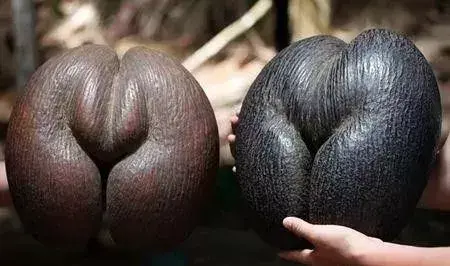 滴血莲花有何作用，滴血莲花对人有什么好处（能吃能玩儿太有趣）