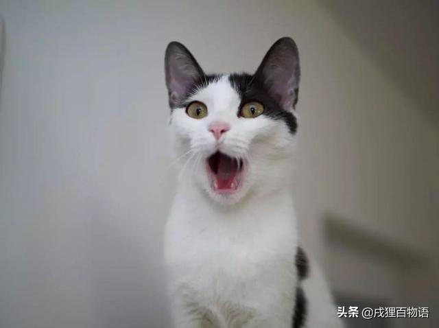 猫咪流眼泪是怎么回事，猫流眼泪的原因（是情绪太难过了吗）