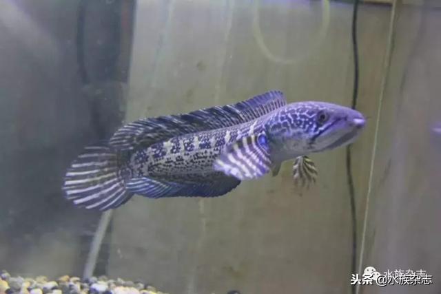 雷龙鱼正确喂食方法，雷龙鱼苗喂食（眼镜蛇雷龙入门必看）