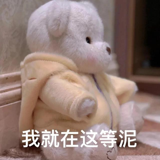 小熊表情包③,小熊表情包叫啥(表情包:小熊表情包图片)