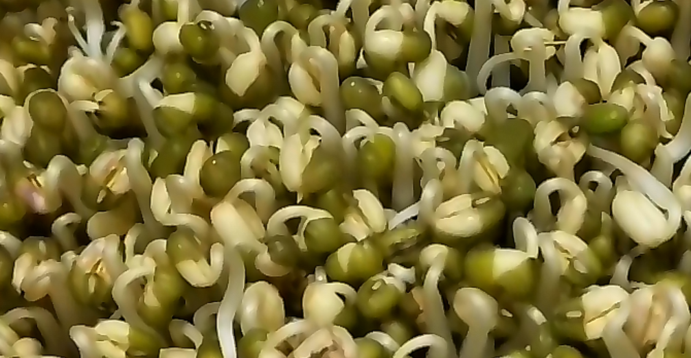 圖片[5]-發(fā)綠豆芽步驟圖 4天就能吃 又粗又壯好吃更安全-起舞食譜網