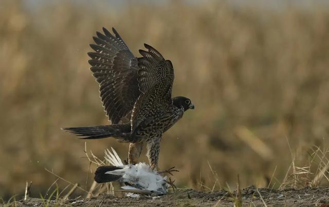 隼是什么鸟，生物演化史上的速度巅峰（隼是什么鸟吃什么食物）