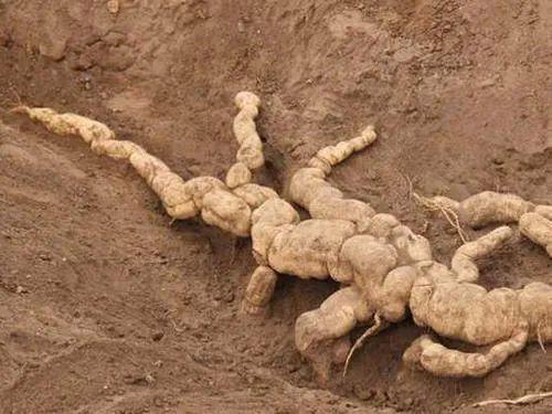 二次函数求根公式，二次函数的求根公式（关于复数方程）