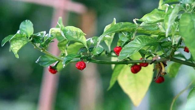 中医提醒9类人千万别吃辣会要命，世界辣度排名前三的辣椒