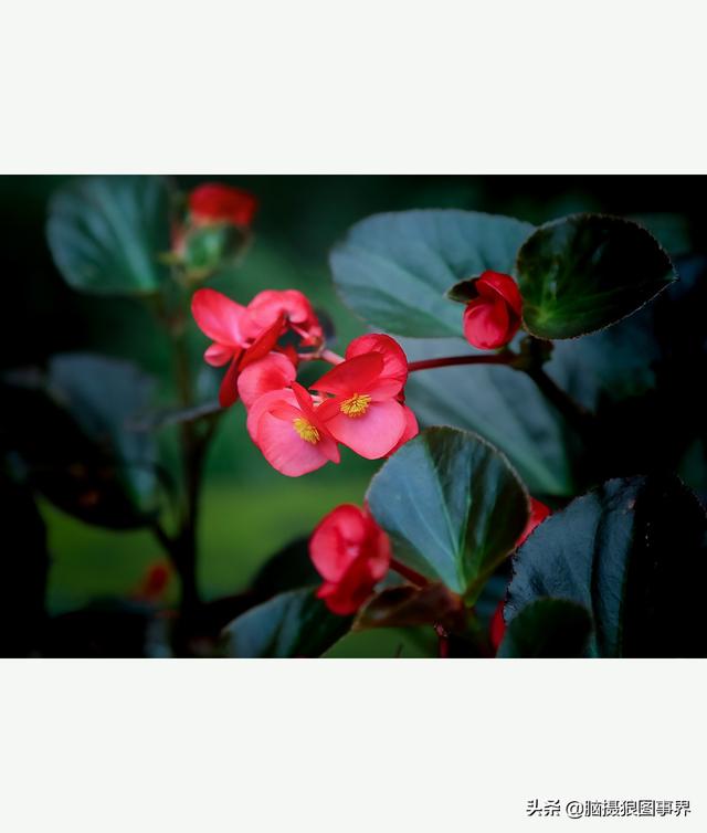 玻璃海象（玻璃海棠，这3个方法你用了吗（玻璃海棠长什么样）