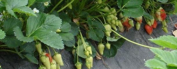 草莓种子的种植方法，草莓种子的种植方法和时间（草莓苗怎么繁殖）