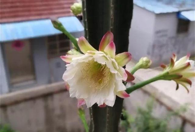 荷花的外貌特征，荷花的外貌特征怎么写（这花平时丑的没人看）