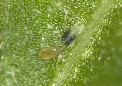 益虫资料简单介绍，介绍一种益虫（认识田间益虫不要误伤友军）