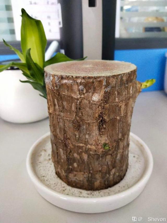 吸收甲醛的植物，哪种植物具有吸收甲醛的功能（净化空气最厉害）