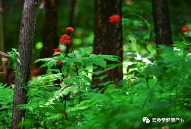 人参的主要产地在，人参的主要产地在哪里（人参分类简述-产地<品种>篇）