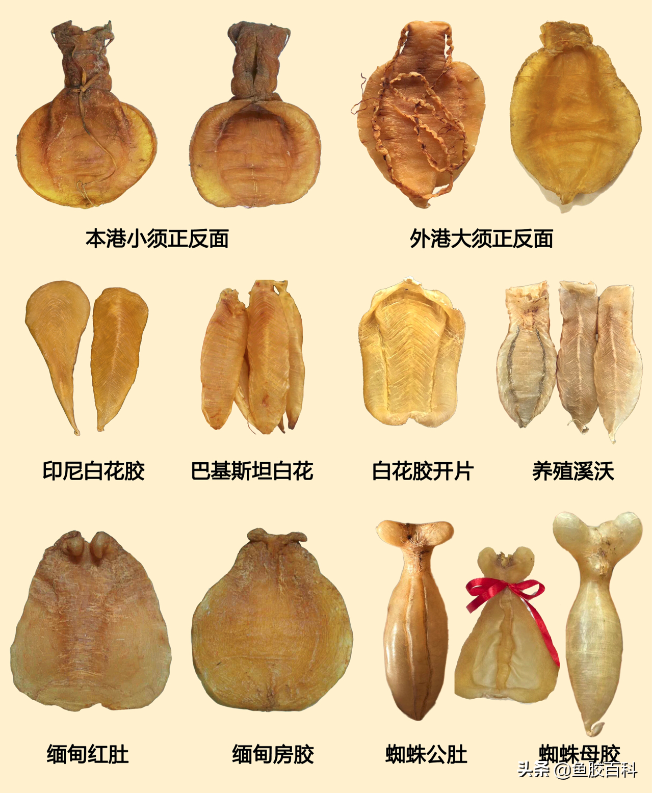 石斑鱼高清图集与鱼胶分级解析：为何分三级？全面揭秘其品质差异与市场价值