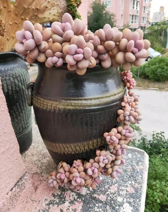 多肉十大美人系列，十大漂亮多肉（盘点盘点多肉界的“美人”们）