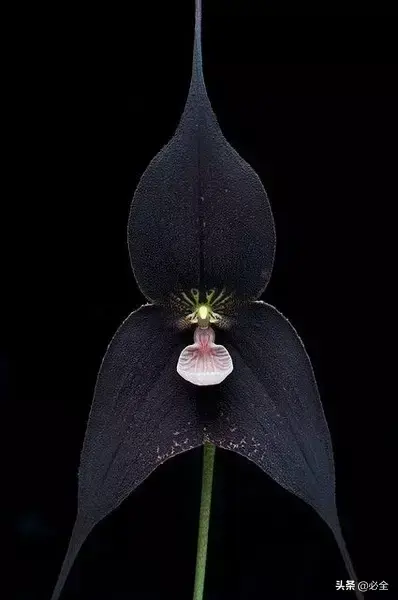 延龄草的花语和传说，延龄草的作用（园林人，这些黑色植物你见过吗）