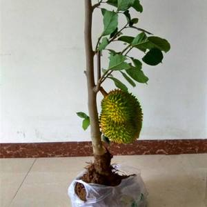 榴莲籽有什么功效，榴莲籽的功效（“果核”埋土里）