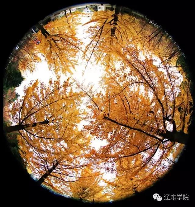 辽东学院宿舍条件怎么样，辽东学院宿舍几人间（辽宁省普通高等院校）