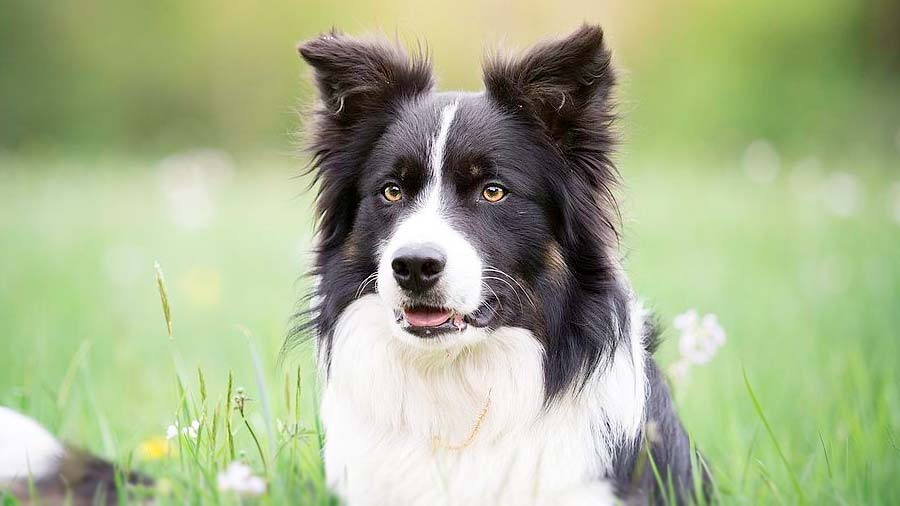 牧羊犬有多少类 牧羊犬分为