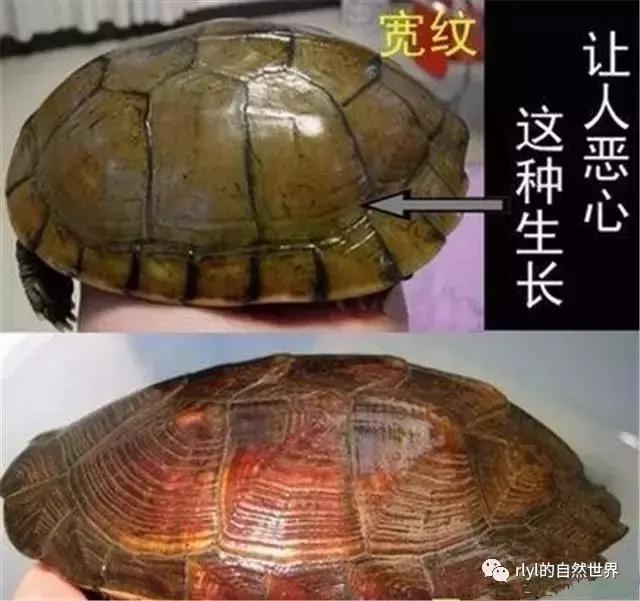 安徽三黄是哪三黄，三黄鸡有哪些（对选择的理解......）