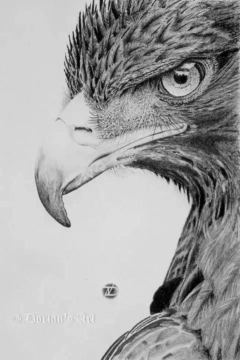 如何画一只老鹰,画一只帝王暴龙(快收藏起来临摹学习吧) 如何画一只老鹰,画一只帝王暴龙(快收藏起来临摹学习吧)