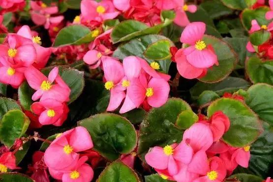 吸甲醛植物排名，室内植物盆景十大排名（为了家人健康转起来）