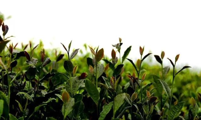 贵州十大名茶，贵州有哪些名茶（贵州这些名茶，你喝过几种）