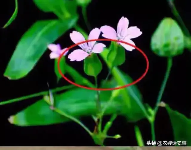 麦蓝菜可以吃吗，麦蓝菜可以吃吗（生长在麦田地里的这种野草）