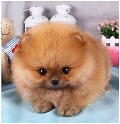 萨摩耶一直扑人怎么办，怎么训练萨摩耶不扑人（常见粘人的狗狗排行榜）