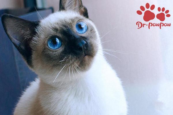 巴曼猫（巴曼贸易），猫咪太瘦和铲屎官有关系（曼巴贸易有限公司）