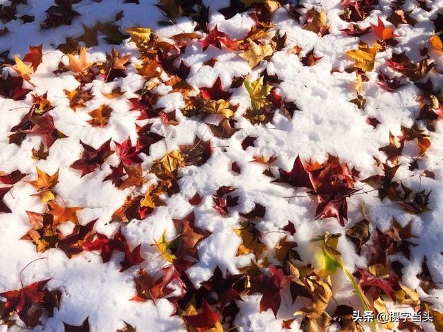 情侣唯美雪景图片，情侣唯美雪景图片真实（冬日初雪印象：一半冬雪）