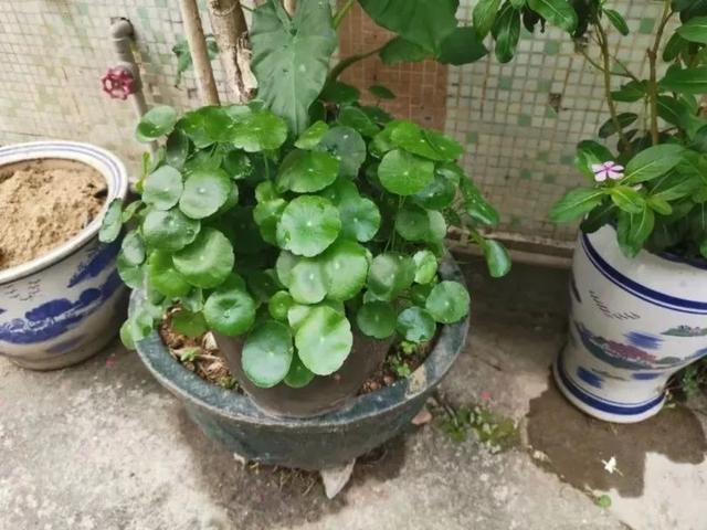 盆栽植物怎么养，家里养盆栽绿植掌握这几个秘诀