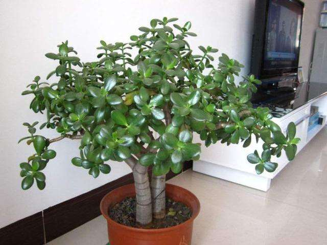 玉树不值钱，玉树图片盆景（从一片叶子长成极品老桩）