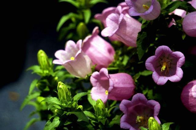 日本的花和花语，日本兰花花语（200种花卉的花语汇总）