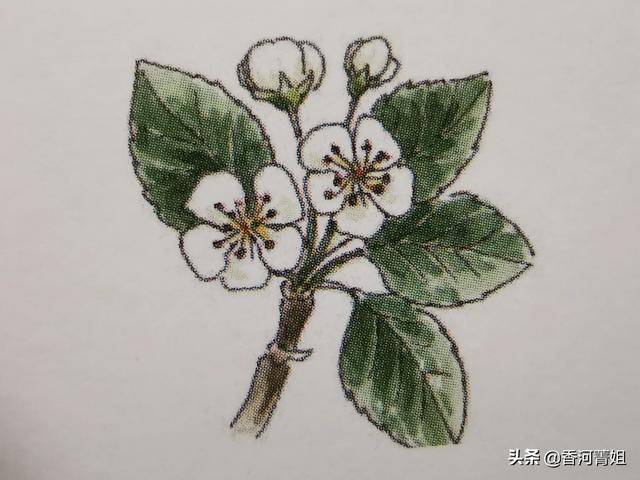 梨树又称什么树，梨树又称什么树呢（梨树～<硬木>）