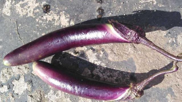 鱼鳞茄子做法，茄子鱼的做法（茄子的五种烹饪方法）