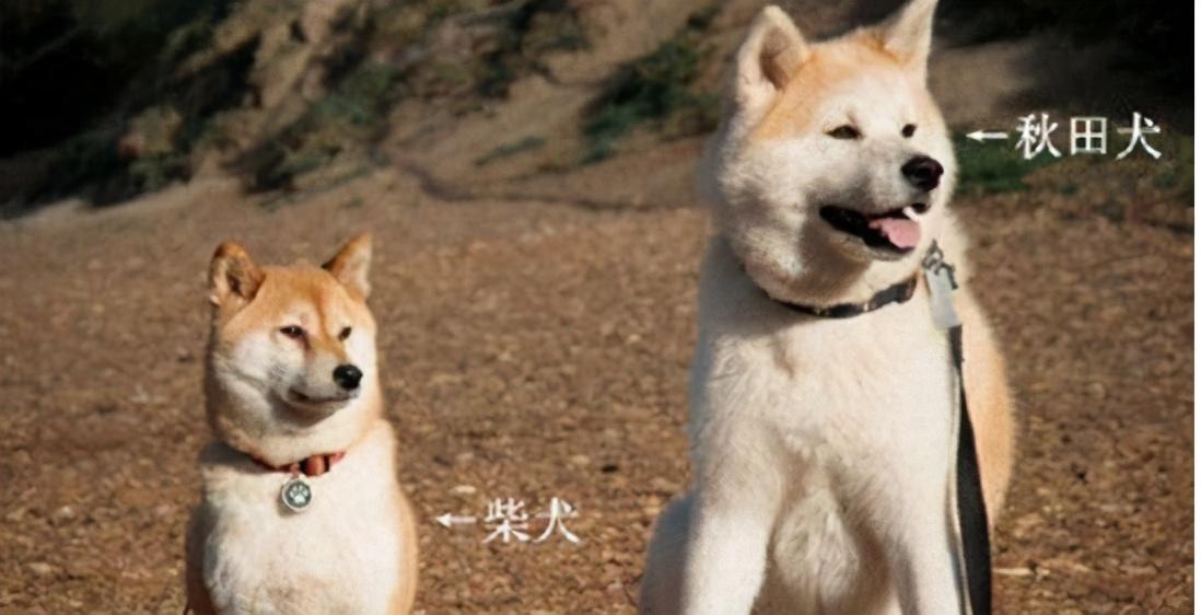秋田和柴犬(日本国犬是柴犬还是秋田犬)
