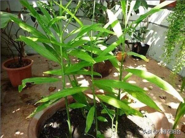生姜的种植方法，生姜种植的方法和步骤（3个月长成漂亮“富贵竹”）