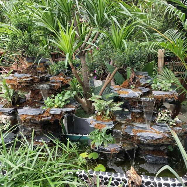 荷花最好看的品种是什么，这花最好看、最好养